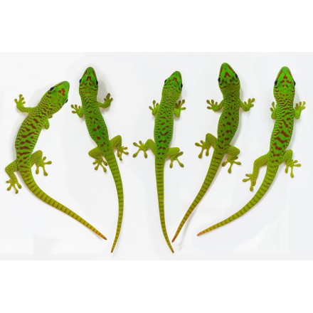 Phelsuma m. grandis