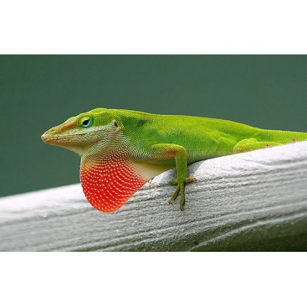 Anolis carolinensis