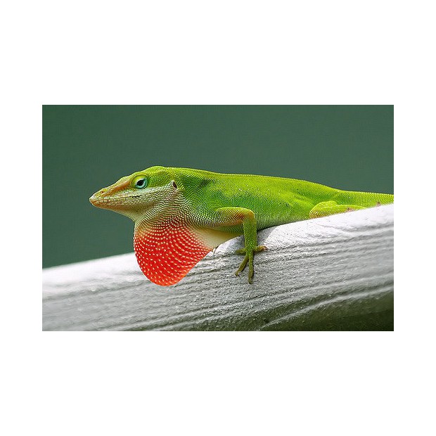 Anolis carolinensis