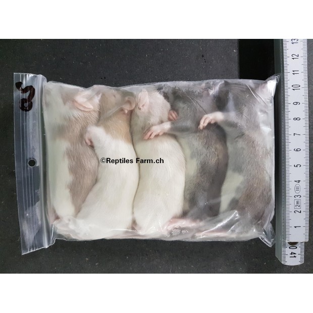 Ratons congelés (50 gr)