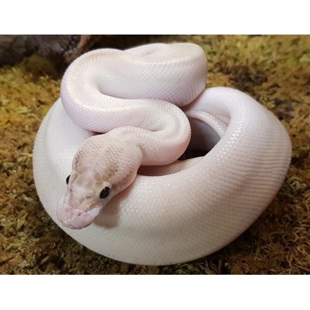Python regius Ivory