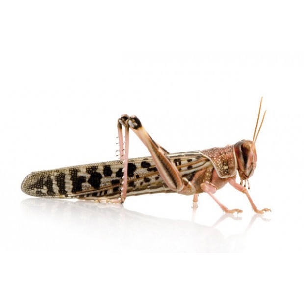 Sauterelles (Locusta migrator)