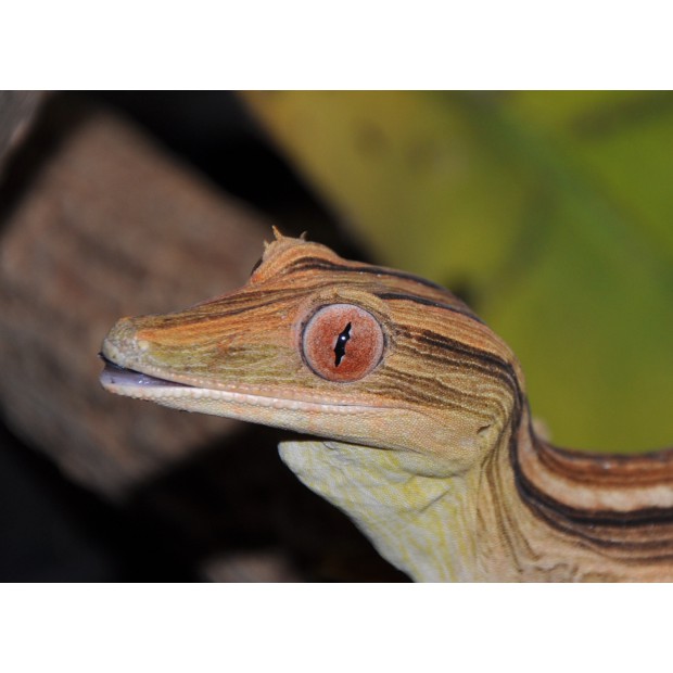 Gecko de Madagascar ligné