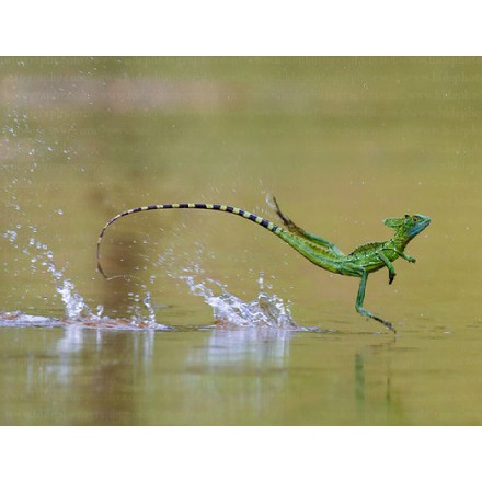 Lézard Jésus-Christ ou Basilic vert