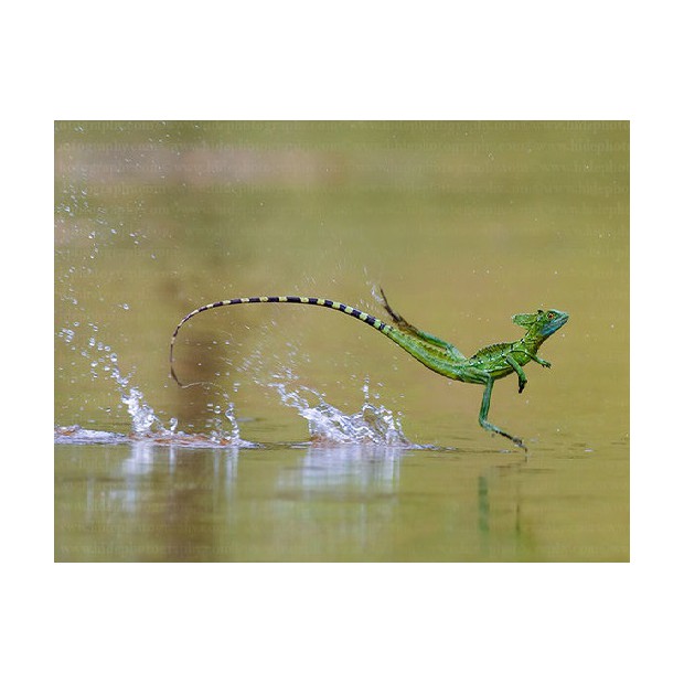 Lézard Jésus-Christ ou Basilic vert