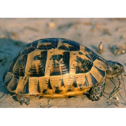 Tortue grecque ou mauresque