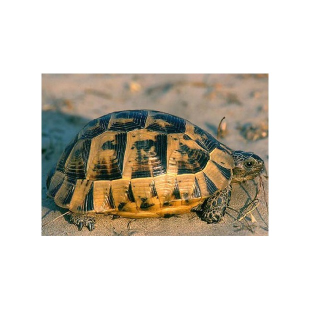 Tortue grecque ou mauresque