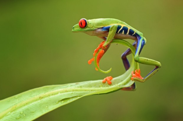 Pince à Cravate 'Grenouille' Argentée - Ornée De Cristaux Et Yeux émeraude, Neuve