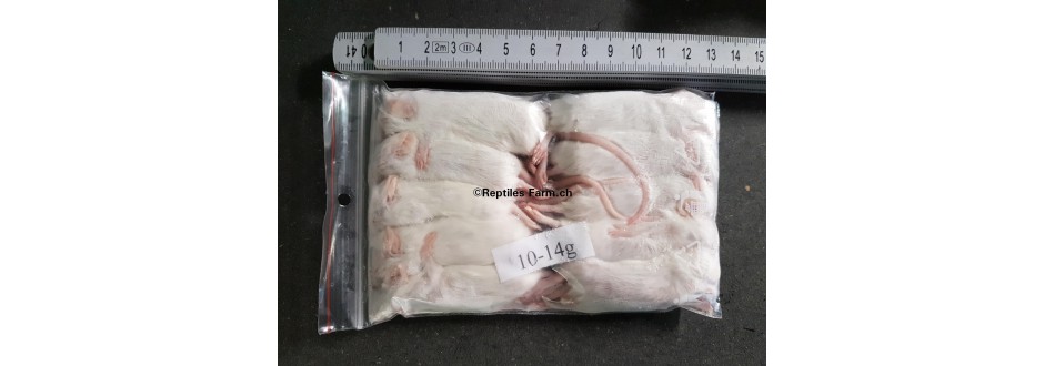 Souris congelées